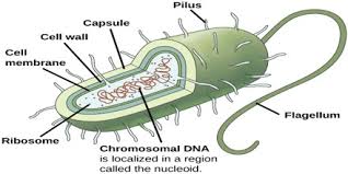 prokaryotes and eukaryotes - Class 10 - Quizizz