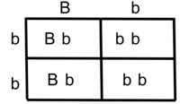 (Extended Winter Break) Punnett Square Practice