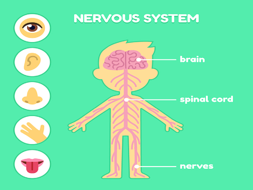 the nervous and endocrine systems Flashcards - Quizizz