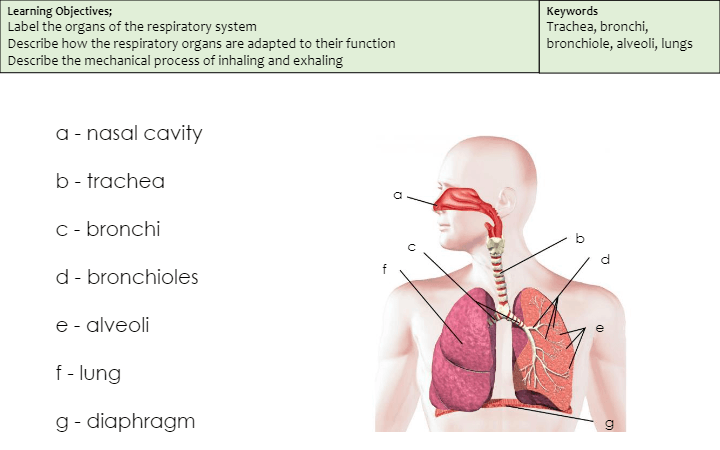 Respiratory System | Biology - Quizizz