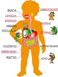 los sistemas digestivo y excretor - Grado 10 - Quizizz