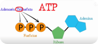 cellular respiration - Class 1 - Quizizz