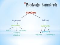 struktura komórki - Klasa 3 - Quiz