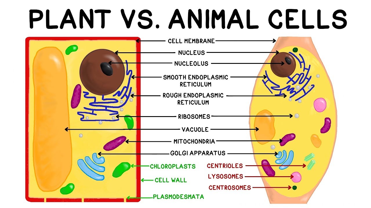 Plant and Animal Cells | Science Quiz - Quizizz