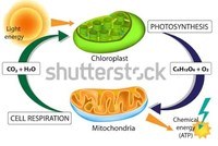 metabolismo - Grado 11 - Quizizz