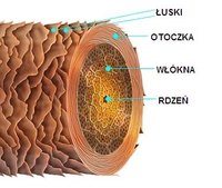 chiński - Klasa 9 - Quiz