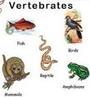 Vertebrate Review