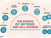 cell division Flashcards - Quizizz