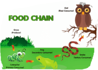 food chain - Year 6 - Quizizz