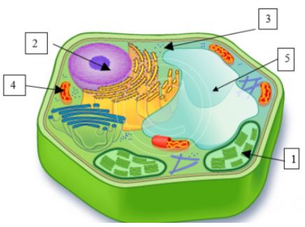 structure of a cell - Year 10 - Quizizz