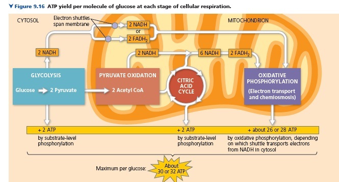 Uh Metabolisme Biology Quizizz