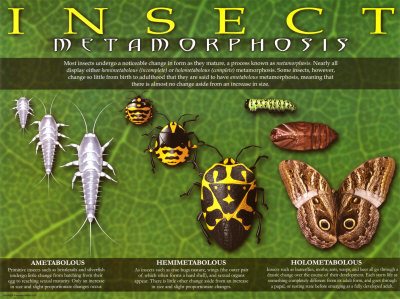 Complete And Incomplete Metamorphosis Review Quizizz