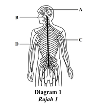 sistem saraf dan endokrin - Kelas 3 - Kuis