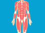 Body Systems: The Muscular System