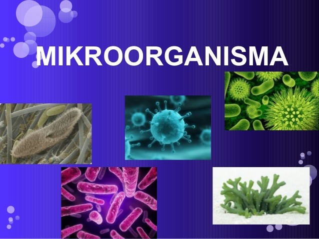 Mikroorganisma tidak mempunyai ciri sel