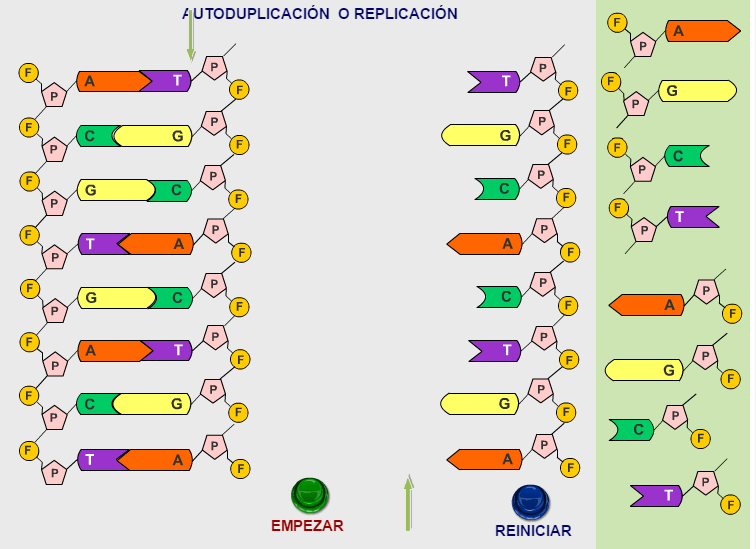 Belicoso Críticamente Palabra REPASO - ESTRUCTURA DE ADN Y ARN | Biology - Quizizz