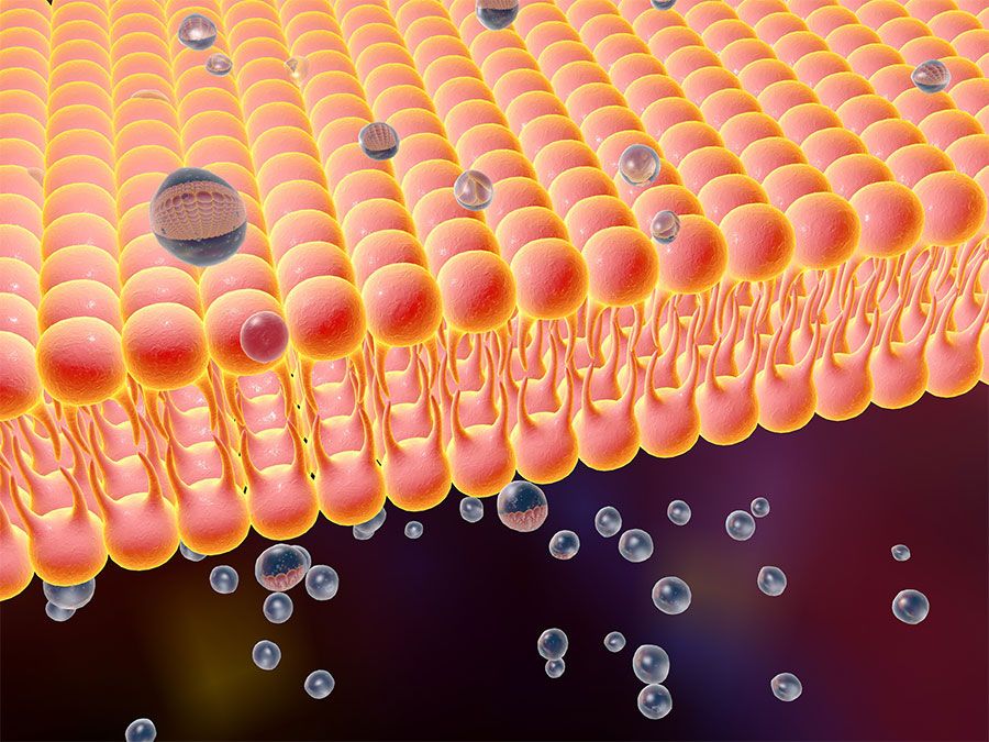 the cell membrane - Grade 10 - Quizizz