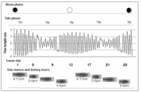 Tides & Moon Phases