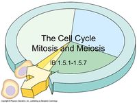 meiosis - Class 10 - Quizizz