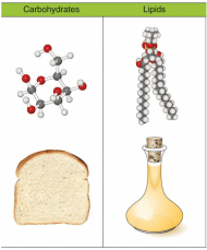 macromolecules - Class 8 - Quizizz