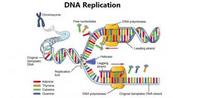 dna structure and replication Flashcards - Quizizz