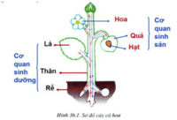 Câu: Dịch chuyển và viết hoa - Lớp 6 - Quizizz