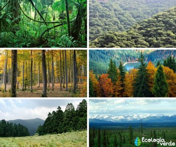 Ecosistemas terrestres | Biology - Quizizz