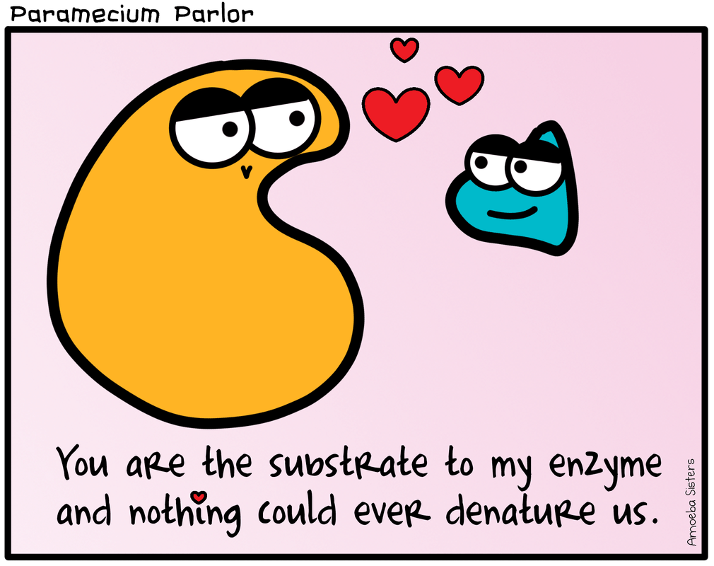enzymes - Grade 11 - Quizizz