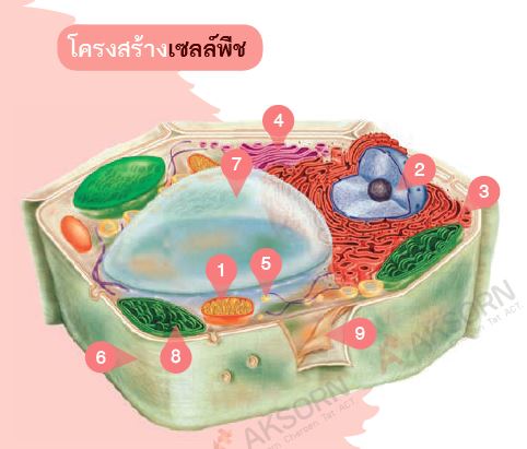 วิทยาศาสตร์ชีวภาพ - ระดับชั้น 2 - Quizizz