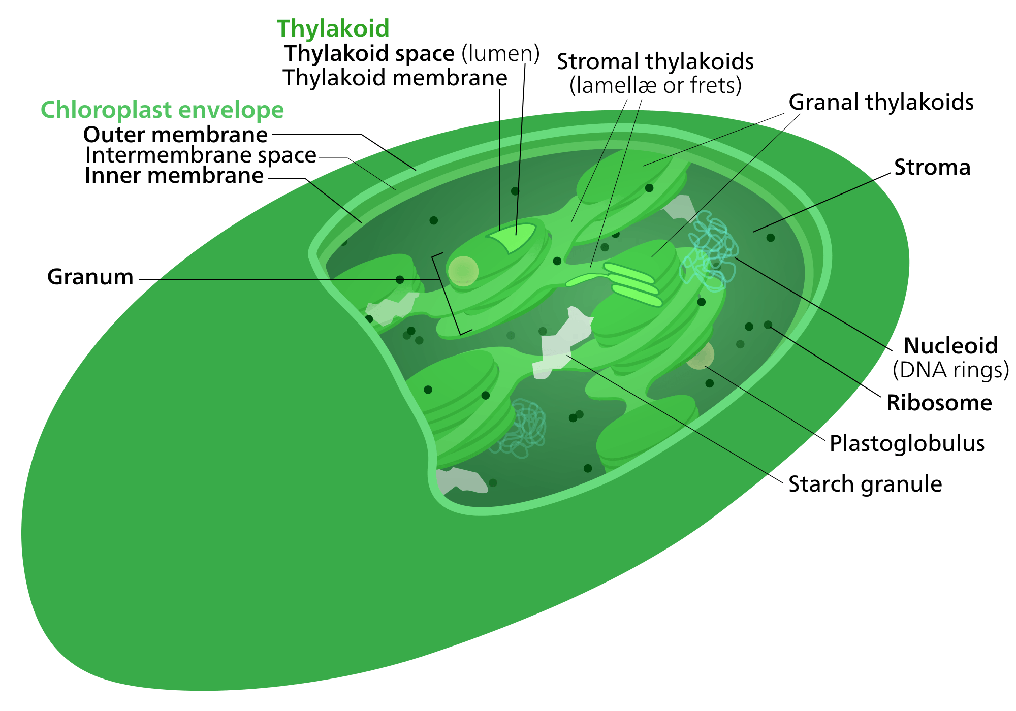 vce-biology-unit-1-photosynthesis-79-plays-quizizz