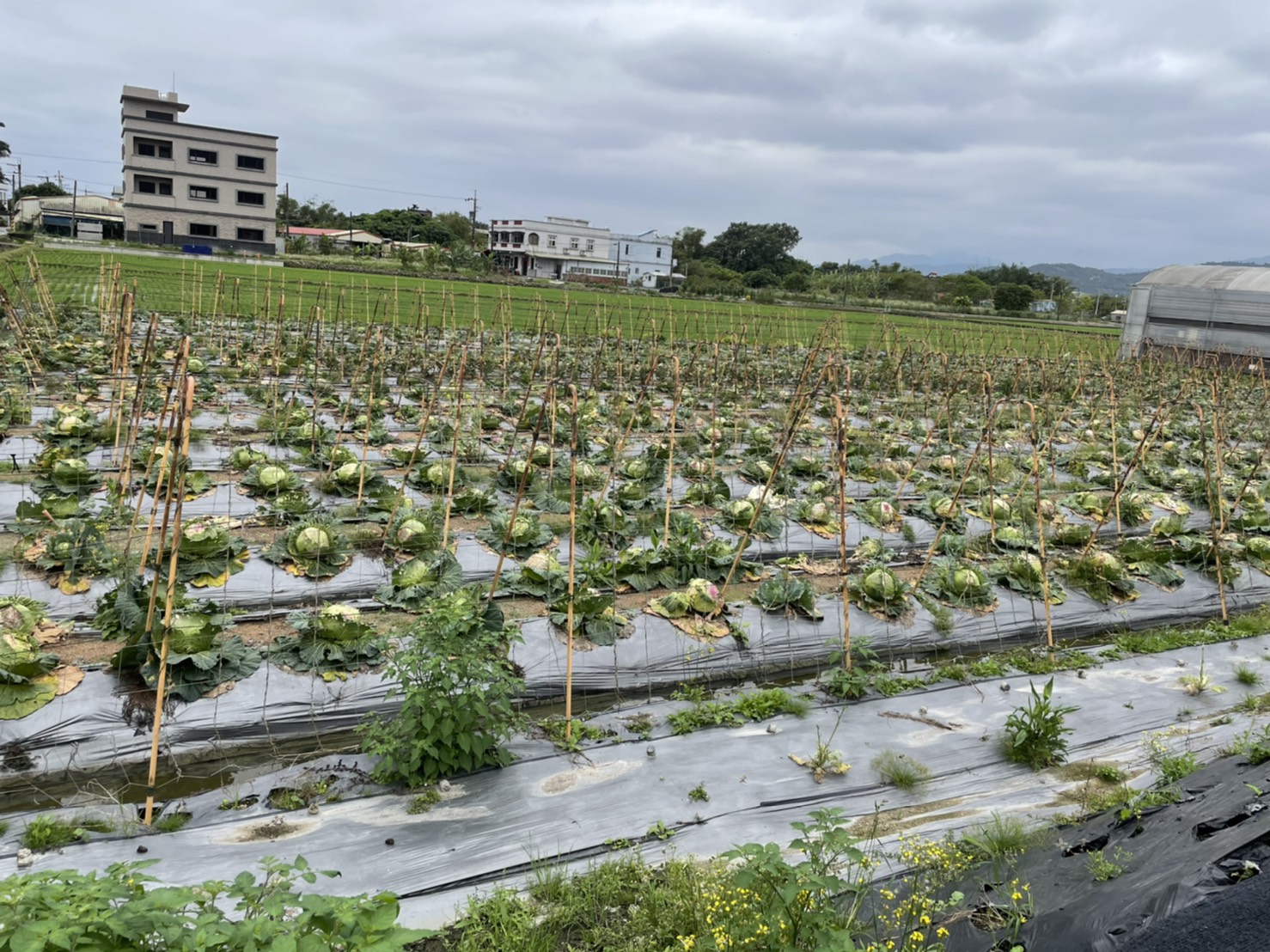 Agriculture and branches