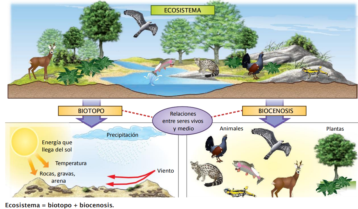 Ecologia | Biology - Quizizz