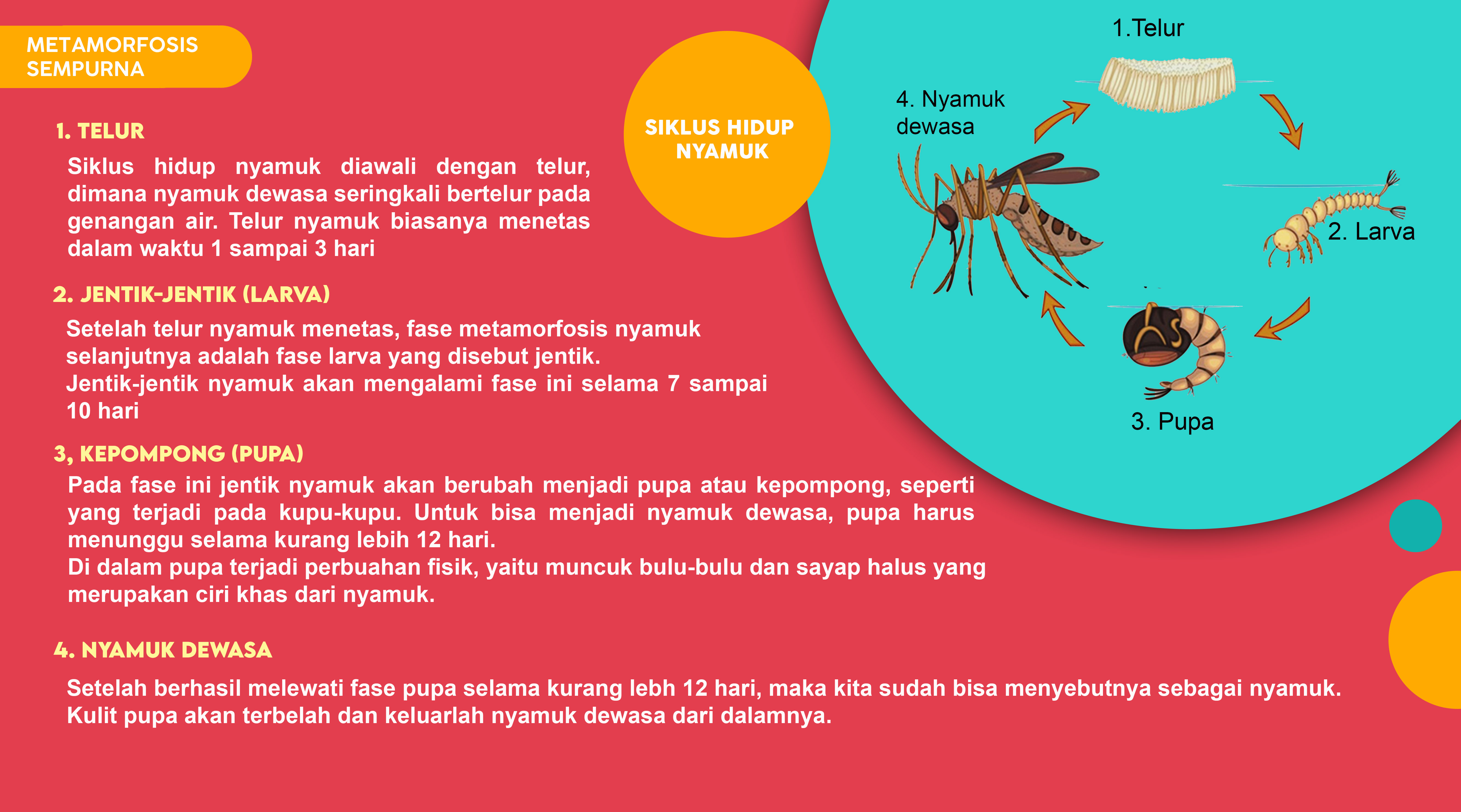 Siklus Hidup Makhluk Hidup | Science - Quizizz