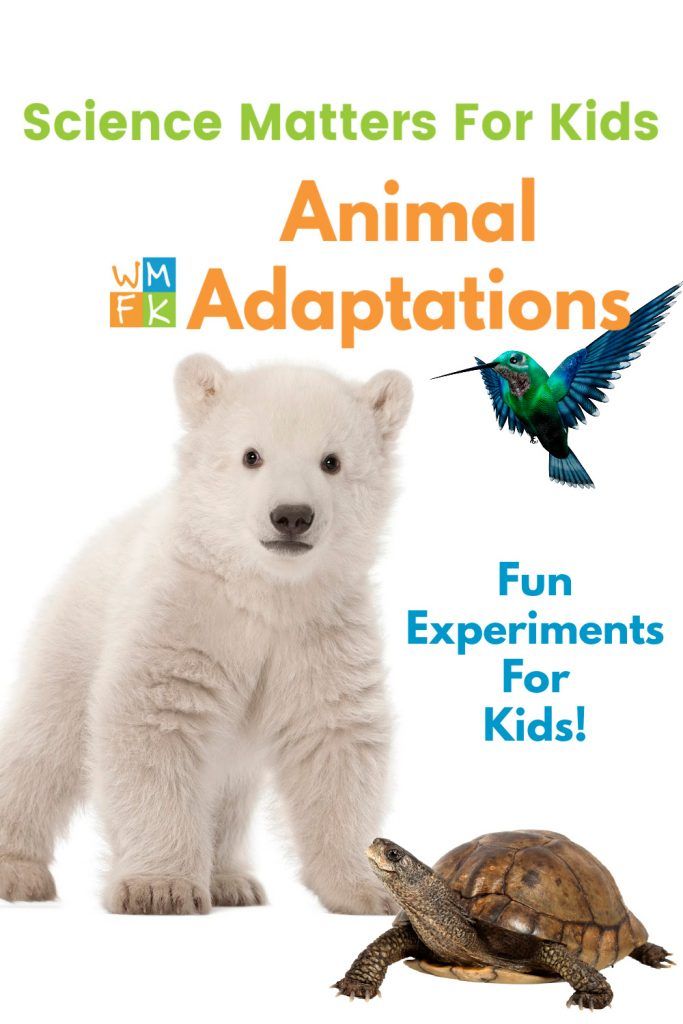 animal adaptations Flashcards - Quizizz