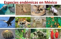 Especies Endémicas