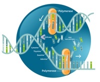 biotechnology - Grade 12 - Quizizz