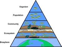 Ecology: Levels of Organization of The Environment