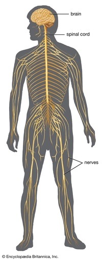 the nervous and endocrine systems - Class 5 - Quizizz