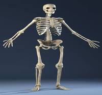 class 5-skeletal and Muscular system