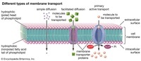 membranas e transporte - Série 10 - Questionário