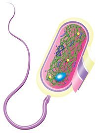 bacteria and archaea - Grade 7 - Quizizz