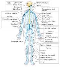 the nervous and endocrine systems - Grade 11 - Quizizz