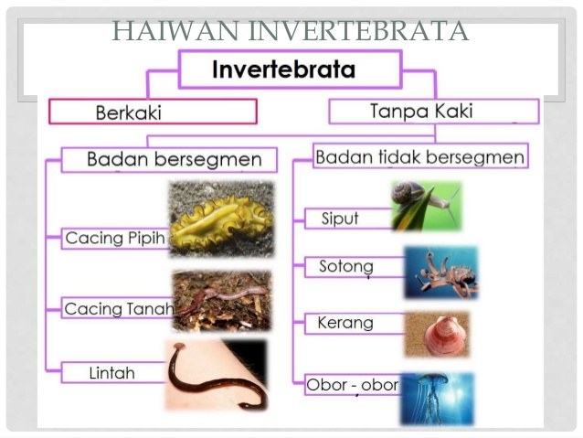 Sains T4 Invertebrata Quizizz