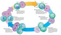 the cell cycle and mitosis - Class 5 - Quizizz