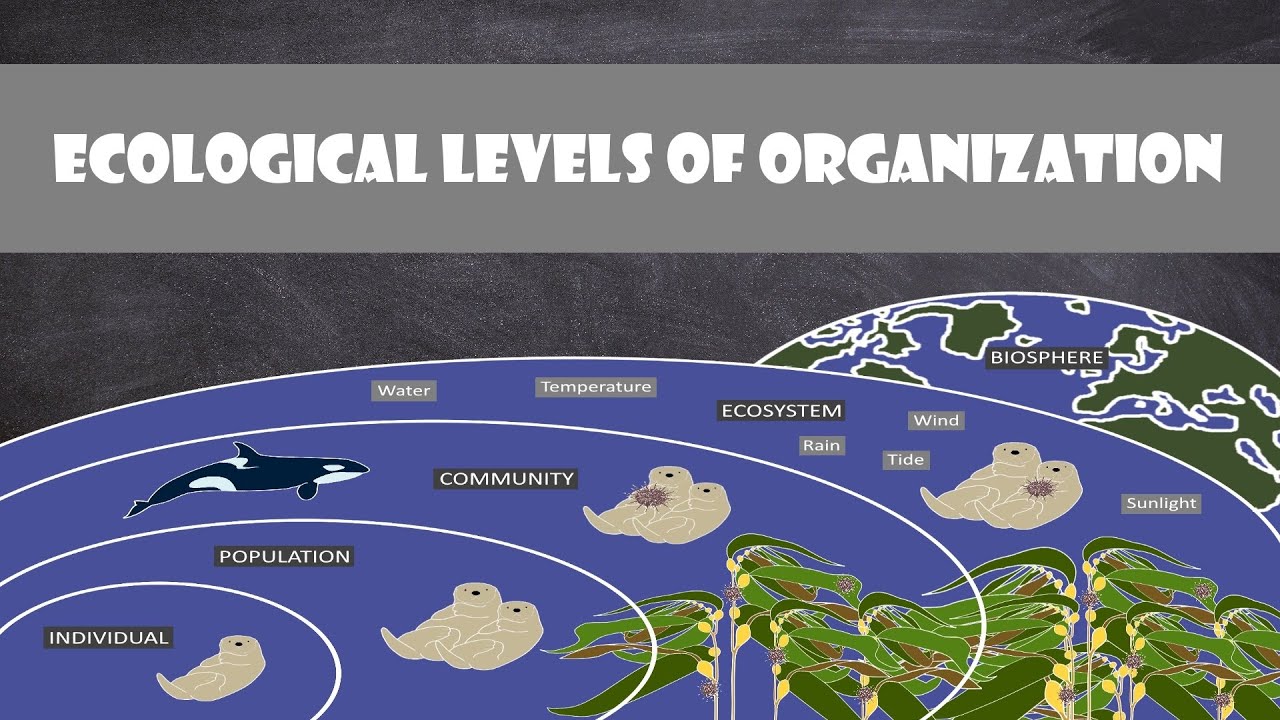 Ecological Levels of Organization Vocabulary