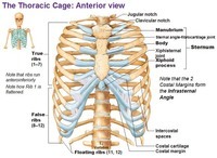 Bony Thorax Radiography Anatomy & Image