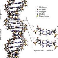 struktur dan replikasi DNA - Kelas 10 - Kuis