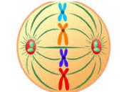 meiosis - Grade 11 - Quizizz
