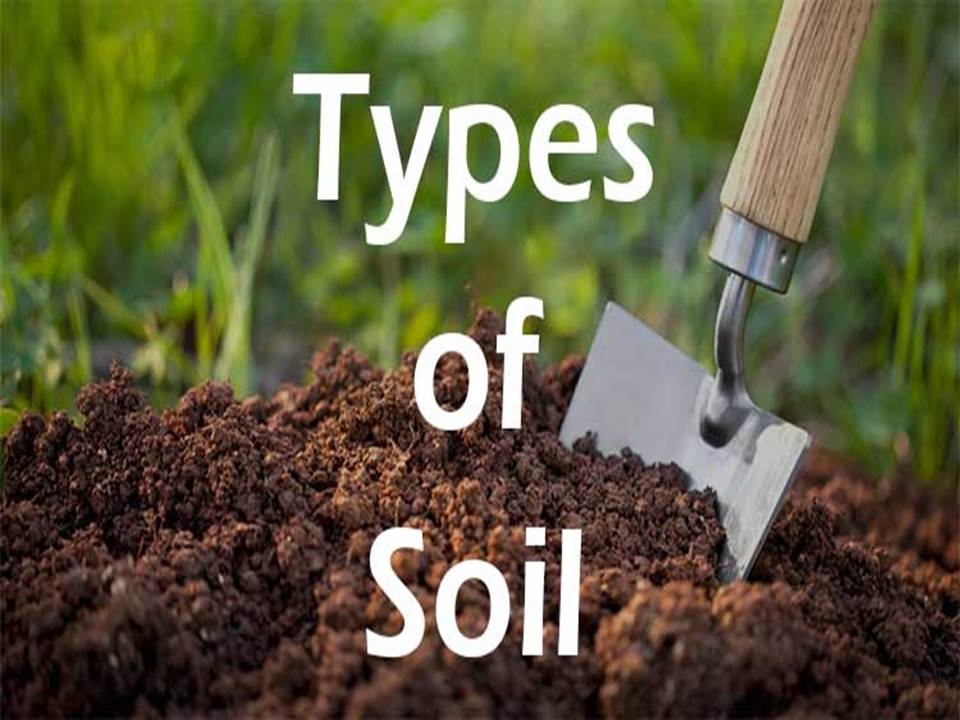 Types of soil | Quizizz