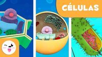 célula vegetal y animal - Grado 9 - Quizizz
